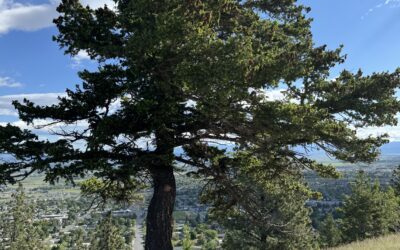 Self-Love in the Summer Solstice